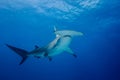 Great hammerhead shark Bahamas Bimini Royalty Free Stock Photo