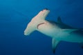 Great hammerhead shark Bahamas Bimini Royalty Free Stock Photo