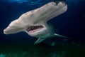 Great Hammerhead shark Bahamas Royalty Free Stock Photo