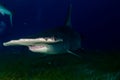 Great Hammerhead shark Bahamas Royalty Free Stock Photo