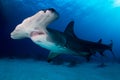 Great Hammerhead shark Bahamas Royalty Free Stock Photo