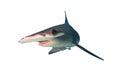 Great Hammerhead Shark..Bahamas. Royalty Free Stock Photo