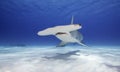 Great Hammerhead Shark, Bahamas Royalty Free Stock Photo