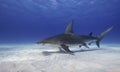 Great Hammerhead Shark, Bahamas Royalty Free Stock Photo