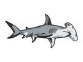 Great hammerhead shark engraving raster Royalty Free Stock Photo