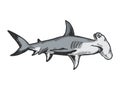 Great hammerhead shark engraving vector