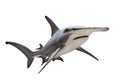 The Great Hammerhead Shark. Royalty Free Stock Photo