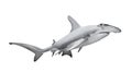 The Great Hammerhead Shark. Royalty Free Stock Photo