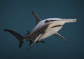 The Great Hammerhead Shark. Royalty Free Stock Photo