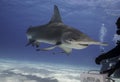 Great hammerhead shark underwater.