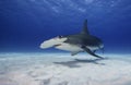 Great hammerhead shark underwater. Royalty Free Stock Photo