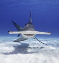 Great Hammerhead Shark