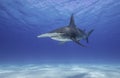 Great Hammerhead Shark