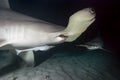 Great hammerhead sharks in clear sea water. Royalty Free Stock Photo