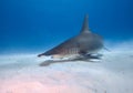 Great hammerhead sharks in clear sea water. Royalty Free Stock Photo