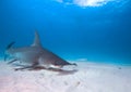 Great hammerhead sharks in clear sea water. Royalty Free Stock Photo