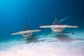 Great hammerhead sharks. Royalty Free Stock Photo