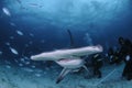 Great Hammerhead Swimming among Scuba Divers in Bahamas