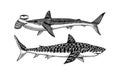 Great hammerhead and Tiger shark. Marine predator requiem animal. Sea life. Hand drawn vintage engraved sketch. Ocean