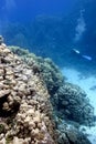 Great hard corals with diver on the bottom