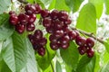 Great harvest of ripe red cherries on a tree branch. Royalty Free Stock Photo