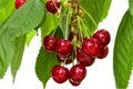 Great harvest of ripe red cherries on a tree branch. Royalty Free Stock Photo