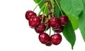 Great harvest of ripe red cherries on a tree branch isolated on white background. Royalty Free Stock Photo