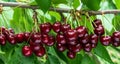 A great harvest of ripe red cherries on a tree branch Royalty Free Stock Photo