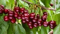 Great harvest of ripe red cherries on a tree branch. Royalty Free Stock Photo