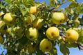 Great harvest of ripe yellow pears hanging on a tree branch in the garden Royalty Free Stock Photo