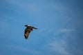 Great Hawk flaps its wings