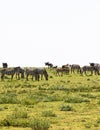 Great herds on green savanna of Serengeti. Tanzania, Africa Royalty Free Stock Photo