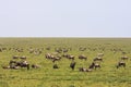 Great herds in savanna of Serengeti. Tanzania, Africa Royalty Free Stock Photo