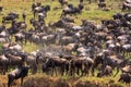 Great herds on the shores of the Mara River. Kenya, Africa Royalty Free Stock Photo