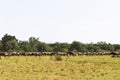 Great herds of wildebeest on endless savanna. Masai Mara, Kenya Royalty Free Stock Photo