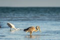 Great Heron and Great Egret Hunting