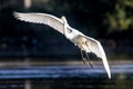 Great Heron in flight Royalty Free Stock Photo