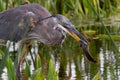 This Great Heron is having Catfish for breakfast