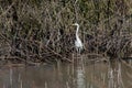 Great heron hunting in a swamp Royalty Free Stock Photo