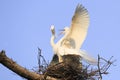 Great herons nesting in tree