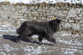 The Great Himalayan Dog.