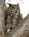 Great Honed Owl in Tree with Feathers Fluffed Out