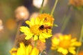 A great honeybee or apis dorsata bee working on wild yellow marigold flower Royalty Free Stock Photo