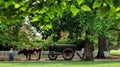 Historical Colonial Williamsburg oxen and cart Royalty Free Stock Photo