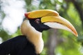 Great Hornbill.