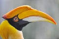 Great Hornbill