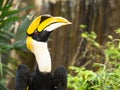 Great Hornbill bird Royalty Free Stock Photo