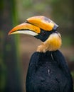 Great hornbill Bird Buceros bicornis