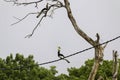 Great Hornbill Bird on a cable about to jump Royalty Free Stock Photo