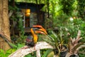 Great Hornbill bird doll Royalty Free Stock Photo